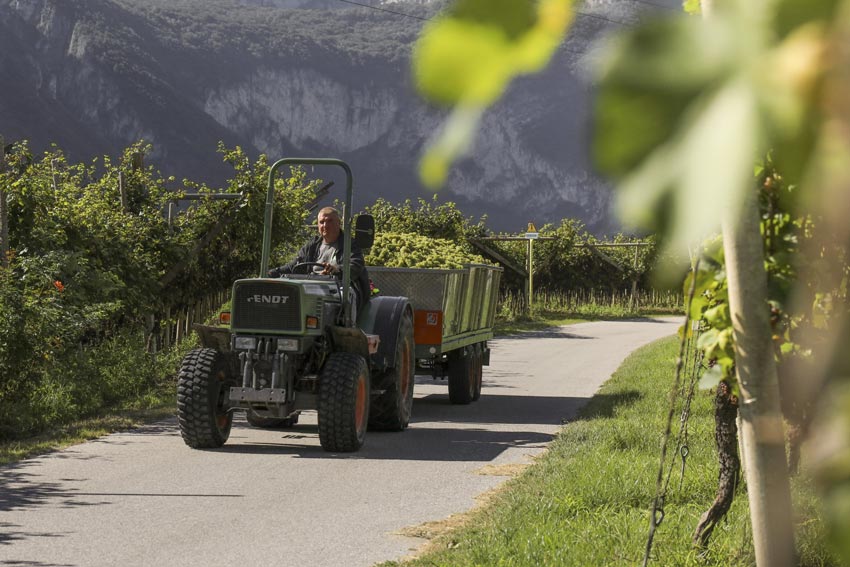 Mann auf einem Traktor mit Anhänger, im Anhänger befinden sich weiße Trauben