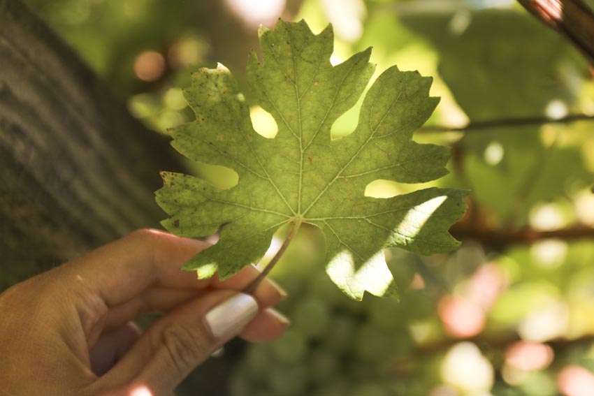 Eine Hand hält ein Weinblatt