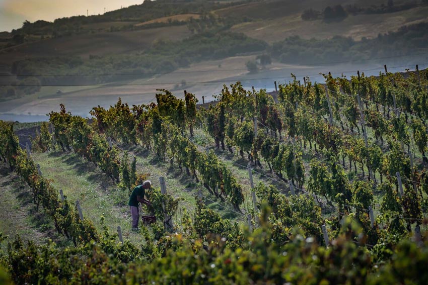 Weinberg in Italien