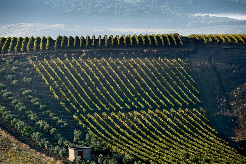 Weinberg auf Sizilien