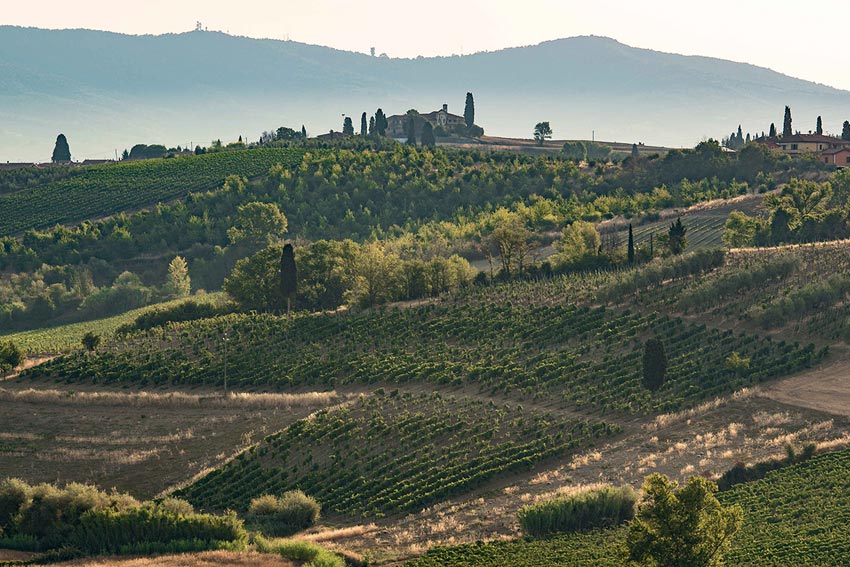 Weinberg ind er Toskana mit Schloss im Hintergrund